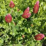 Trifolium incarnatum Flors