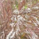 Schizachyrium scoparium Blüte