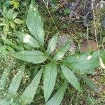 Angelica razulii Leaf