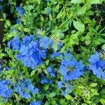 Plumbago auriculataKvět