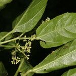 Cissus verticillata Ліст