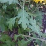 Chrysanthemum indicum 葉