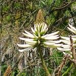 Erythrina speciosa Kwiat