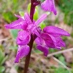 Anacamptis laxifloraBlüte