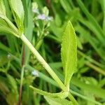 Veronica anagallis-aquatica Leaf