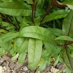 Penstemon digitalis Hoja