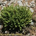 Woodsia alpina Habit