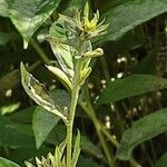 Helianthus × laetiflorus Flower