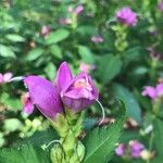 Chelone lyonii Цветок
