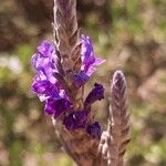 Lavandula lancerottensis Flower