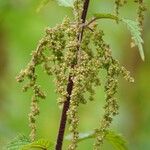 Urtica dioica Blad