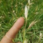 Bromus catharticus Blüte