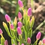 Centaurium tenuiflorum ফুল