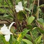 Sobralia leucoxantha फूल