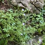Wahlenbergia hederacea Flor