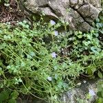 Wahlenbergia hederacea Flower