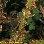 Dryopteris remota अन्य