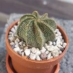 Astrophytum capricorne 葉