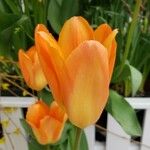 Tulipa fosteriana Λουλούδι