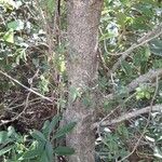 Citharexylum montevidense Corteza