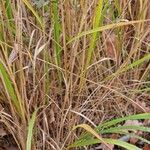 Calamagrostis arundinacea 叶