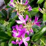 Arabis blepharophylla Flower