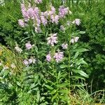 Physostegia virginiana 整株植物