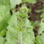 Salvia verbenaca Sonstige