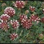 Trifolium wormskioldii عادت داشتن