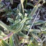 Onosma frutescens Blad