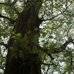 Adina cordifolia Bark