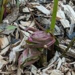 Helleborus purpurascens Blüte