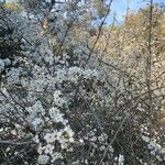Prunus spinosa Bloem