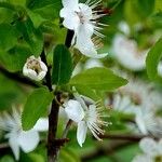 Prunus fruticosa List