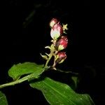 Dichorisandra hexandra 其他