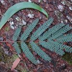 Acacia koaia Leaf