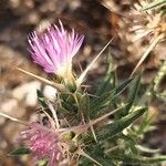 Centaurea calcitrapaफूल