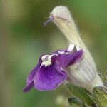 Salvia candelabrum Kvet