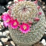 Mammillaria matudae Blomst