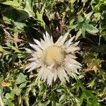 Carlina acaulisफूल