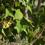 Acer cappadocicum পাতা