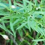 Stellaria longifolia Fleur