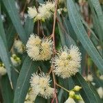Eucalyptus camaldulensis Květ