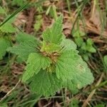 Lamium bifidum Leaf