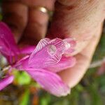 Dendrobium baeuerlenii Květ