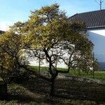 Ulmus americana Характер