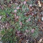 Astragalus incanus Blomma