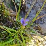 Gentianopsis ciliata Flor