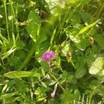 Lathyrus hirsutus Fula