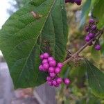 Callicarpa americana 葉